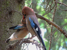 Глубокий подход к кормлению / Сойка кормит птенца