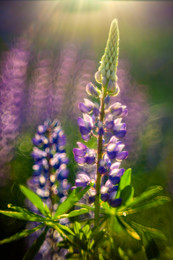Lupinus / Гелиос 44-2 Mod