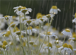 Небо плачет-цветы радуются / ромашки под дождем