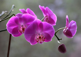Орхидея / красивый свет подсветил орхидею
