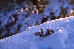 Бой местного значения / Синички-гаечки за горстку семечек зимой на Столбах
