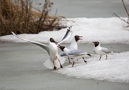 драчуны / озерные чайки