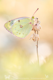 &nbsp; / Gelbling - Colias....