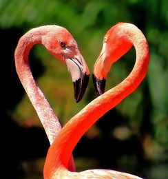 &nbsp; / Сердце фламинго.