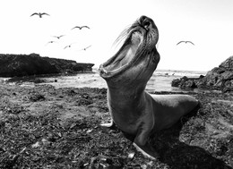Крик… Мунка / Elephant Seal Vista Point - San Simeon, CA