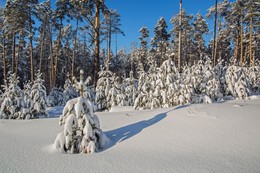 &nbsp; / лес за озером Лебяжье,Татарстан