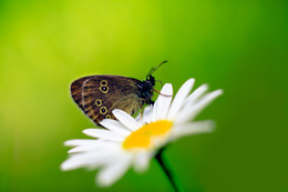 Глазок лесной (Aphantopus hyperantus) / Семейство Satyridae