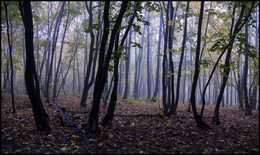 В осеннем лесу / Осень