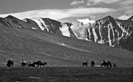 Лошади в поле на Алтае / Горный Алтай,Катунский хребет