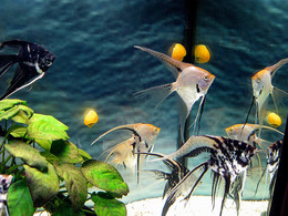 Под водой / В аквариуме