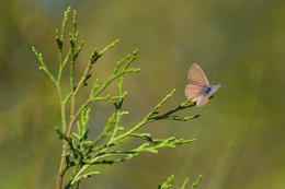 Голубянка икар / Маленькая бабочка