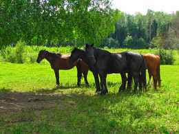 horses in the shadows / лошади прячутся в тень жарким летним днем