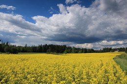 Яркие цвета лета / Rapeseed fields along the old road to Lahti