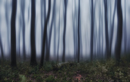 Мистический вечер в туманном лесу... / Ноябрьский вечер на горном склоне в окрестностях Красной Поляны.
