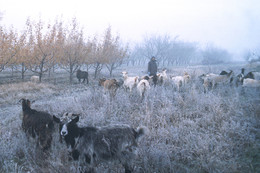 Осеняя мелодия (2004). / ...