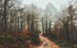 Лег туман на ноябрьский лес... / Окрестности Красной Поляны.