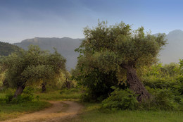 Дорога в оливковую рощу / Вечера в Греции.