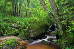 &nbsp; / im Wald