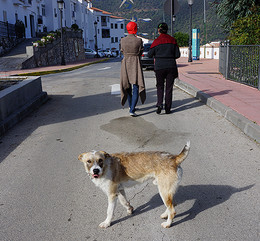 Эй, а ты что не идешь? / Случайная собака на фото-репортаже в испанской деревне