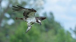 Osprey ​​♂ / Скопы — относительно долгоживущие птицы. Самой старой известной в Северной Америке скопой оказался самец, чей возраст оценивался в 25 лет
Скопы подвергаются нападениям воздушных хищников, в частности, сов и орлов. В Северной Америке их врагами считаются белоголовый орлан 
К месту гнездования мигрирующие самки и самцы прибывают раздельно, как правило самец прилетает на несколько дней раньше. Иногда в районе гнезда самец выполняет заметные воздушные пируэты, что является ранним признаком ухаживания за самкой либо отпугиванием конкурентов. 
Скопы, как правило, не пьют воду — потребности в ней восполняет свежая рыба