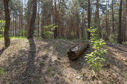 Май в лесу / г.Белгород
