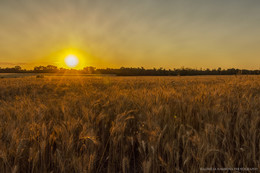 Пшеничный закат / Набрань,Азербайджан
июнь 2017