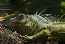 &nbsp; / Iguana