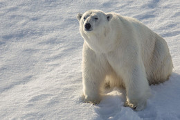 Посмотри мне в глаза! / Белый медведь на просторах Северного Ледовитого океана.