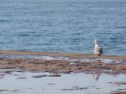 наблюдение / чайка на берегу Адриатического моря.