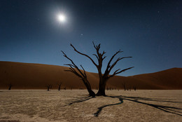 Лунная ночь / Солнечному свету радуются деревья живые, лунному - мертвые. Эти засохли 850 лет назад. (Дедвлей - Долина Смерти, Намибия)