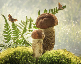 Из серии Лесные истории / летний натюрморт с грибами