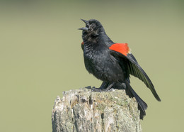 Red-winged Blackbird (male) / Красноплечий чёрный трупиал птица семейства трупиаловых, широко распространённая на большей части Северной Америки.