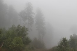 Туман крепчал на глазах / Прогулки по склонам после дождя