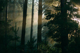 Рассвет в лесу / Рассвет в лесу, 6 утра