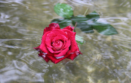 Фантазия / Роза в воде