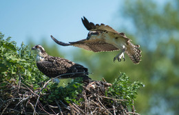 Osprey (juvenile) / момент ,когда молодая скопа пытается немного зависнуть над гнездом, еще неделя другая и покинут гнездо