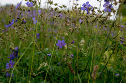 Кое-что о лете / Все цветет