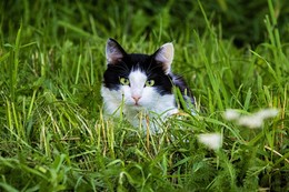 Газон / Деревня Лесное, лето 2017 года от Р. Х.