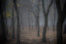 Туман / Осенний лес туманным утром. Грузия, регион Квемо-Картли