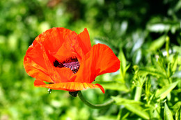 Красавчик и чудовище одновременно... / Красный цветок мака (Papaver)