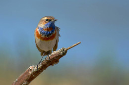 Варакушка / ***