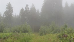 Туман, а шагать надо / Туманно-дождливое лето 17-го..