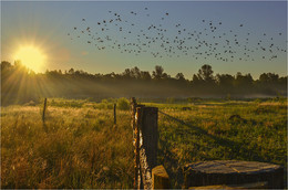 Одним летним утром птицы потянулись к солнцу / Одним летним утром птицы потянулись к солнцу