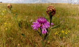 Бодя́к боло́тный / Лекарственное растение -Marsh Plume Thistle, может быть очень очаровательным.