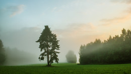 туман / туманное утро