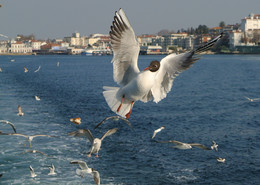 Полет над Босфором / Вечно голодные чайки провожали нас от Стамбула до Принцевых островов.