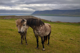 Исландские лошадки / ***