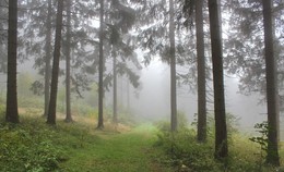 Прогулка в тумане / В осеннем лесу