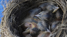 Эх ....почесаться бы. / Север, ЯНАО, гнездо, дрозд рябинник