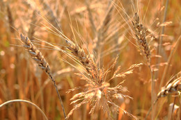 Золото России / Съёмка на пшеничном поле против солнца